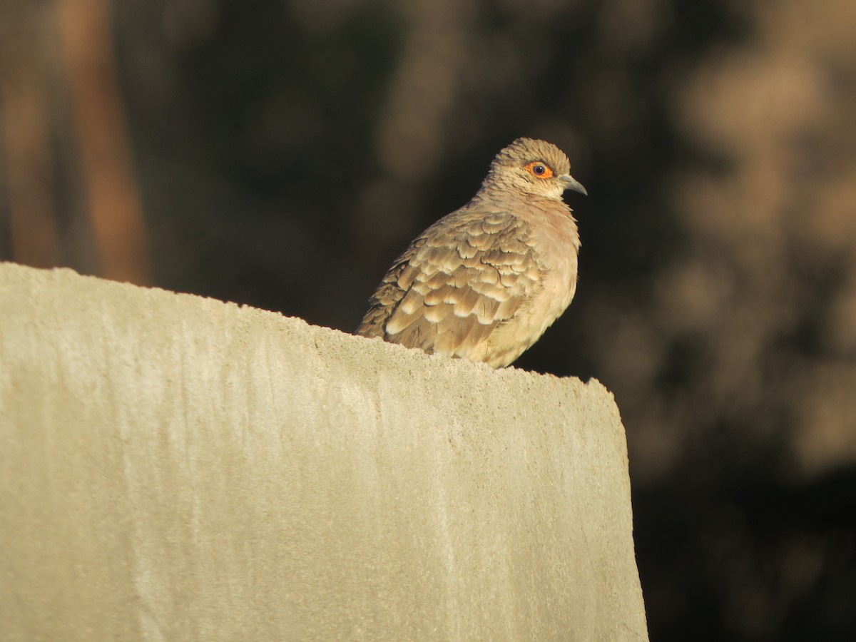 Bare-faced Ground Dove - ML187601541
