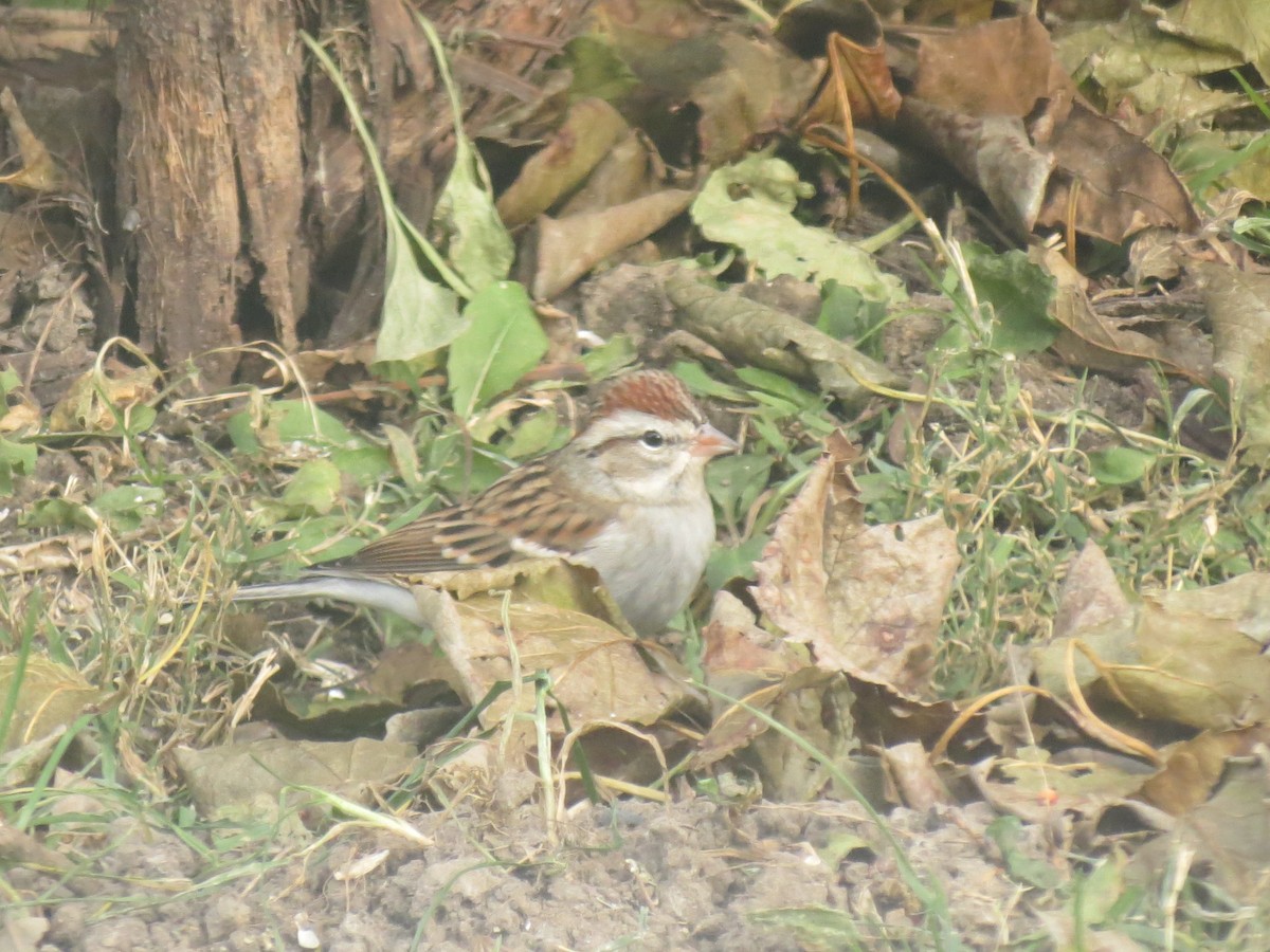 Chipping Sparrow - ML187603301