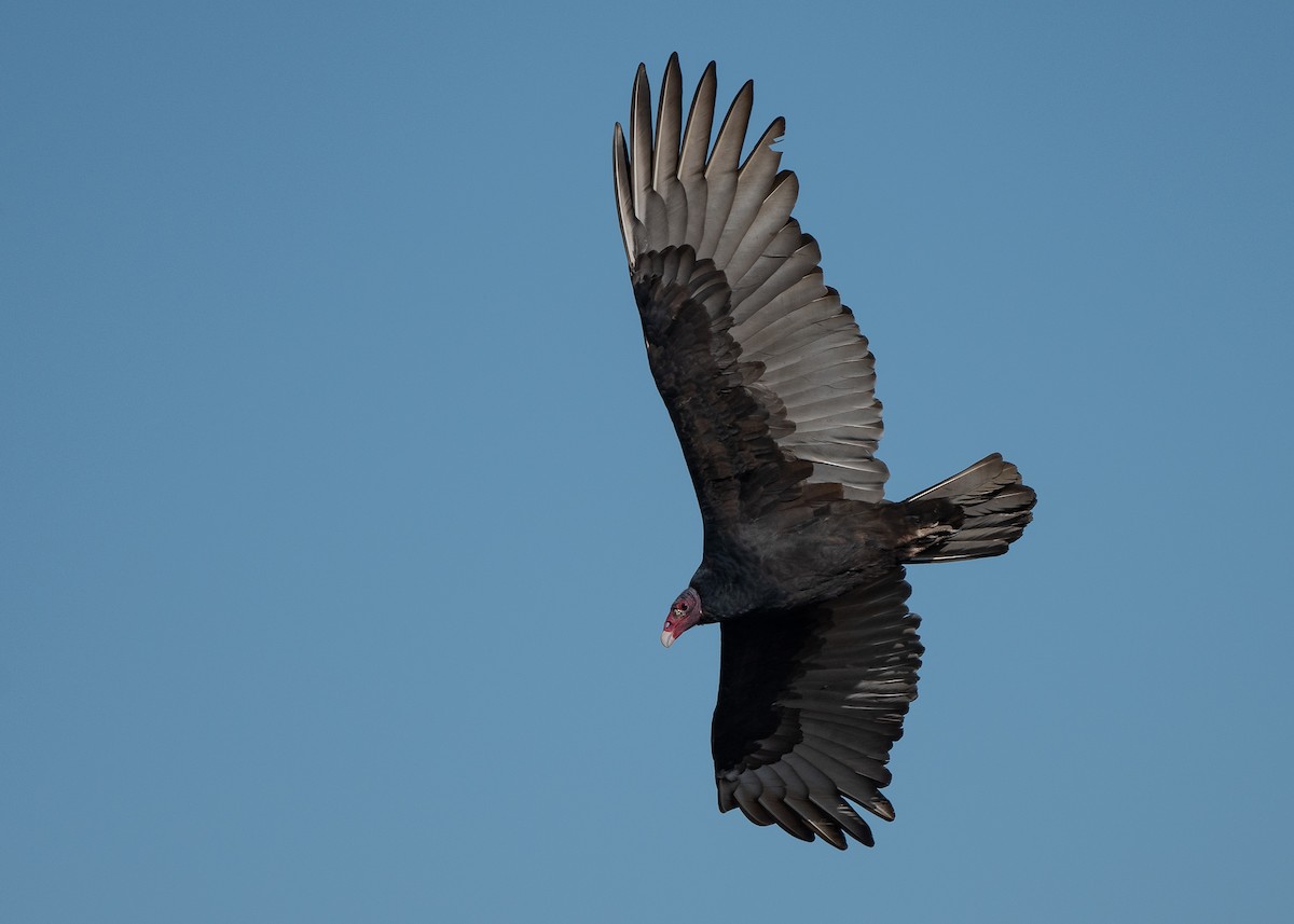 Turkey Vulture - Sheila and Ed Bremer