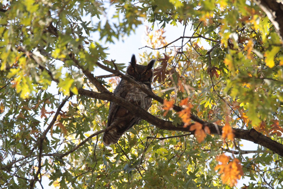 Great Horned Owl - ML187606791