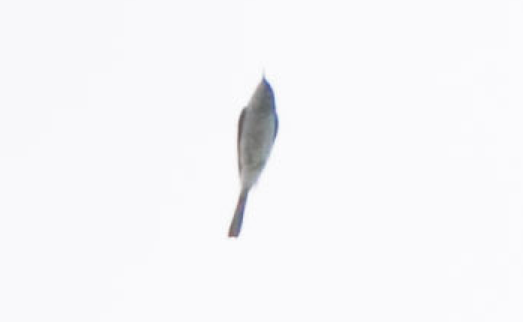 tanımsız Passeriformes sp. - ML187607091