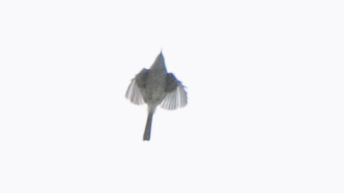 tanımsız Passeriformes sp. - ML187607101