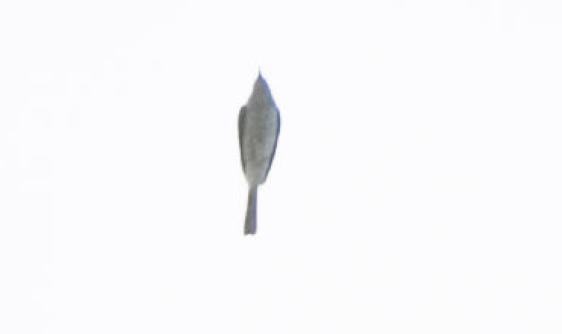 Sperlingsvogel, unbestimmt - ML187607111