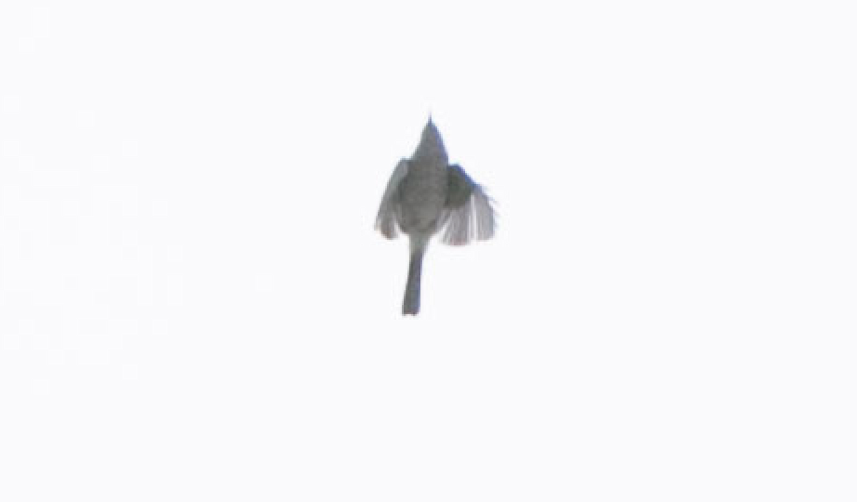 Sperlingsvogel, unbestimmt - ML187607121