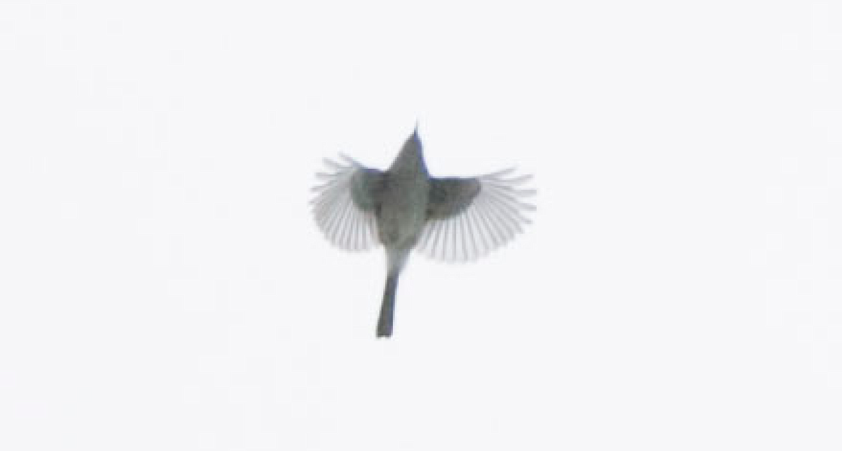 Sperlingsvogel, unbestimmt - ML187607131