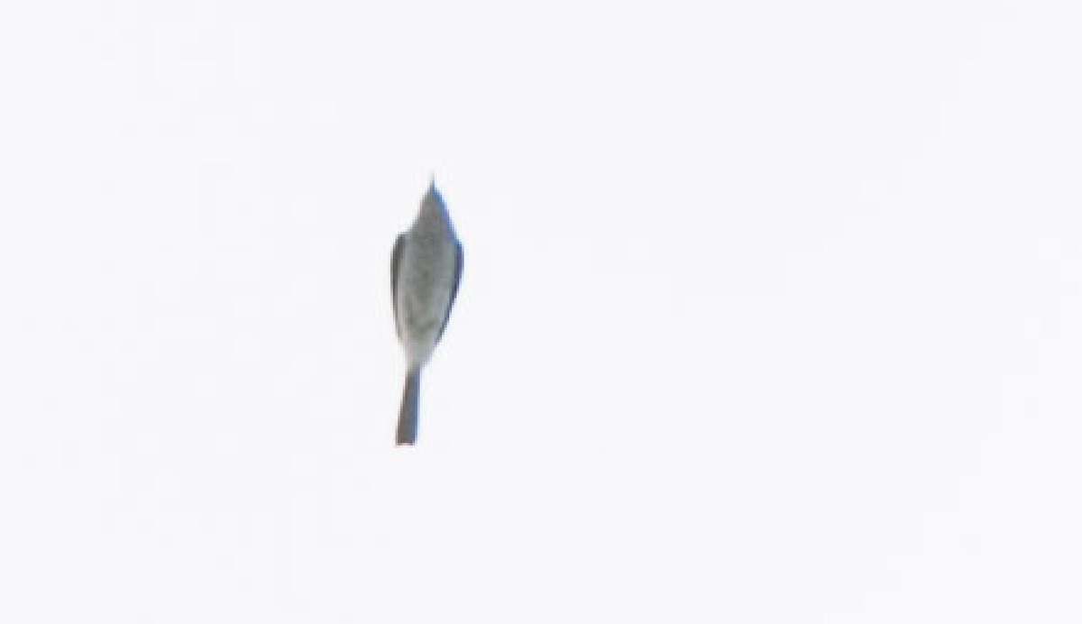 Sperlingsvogel, unbestimmt - ML187607141