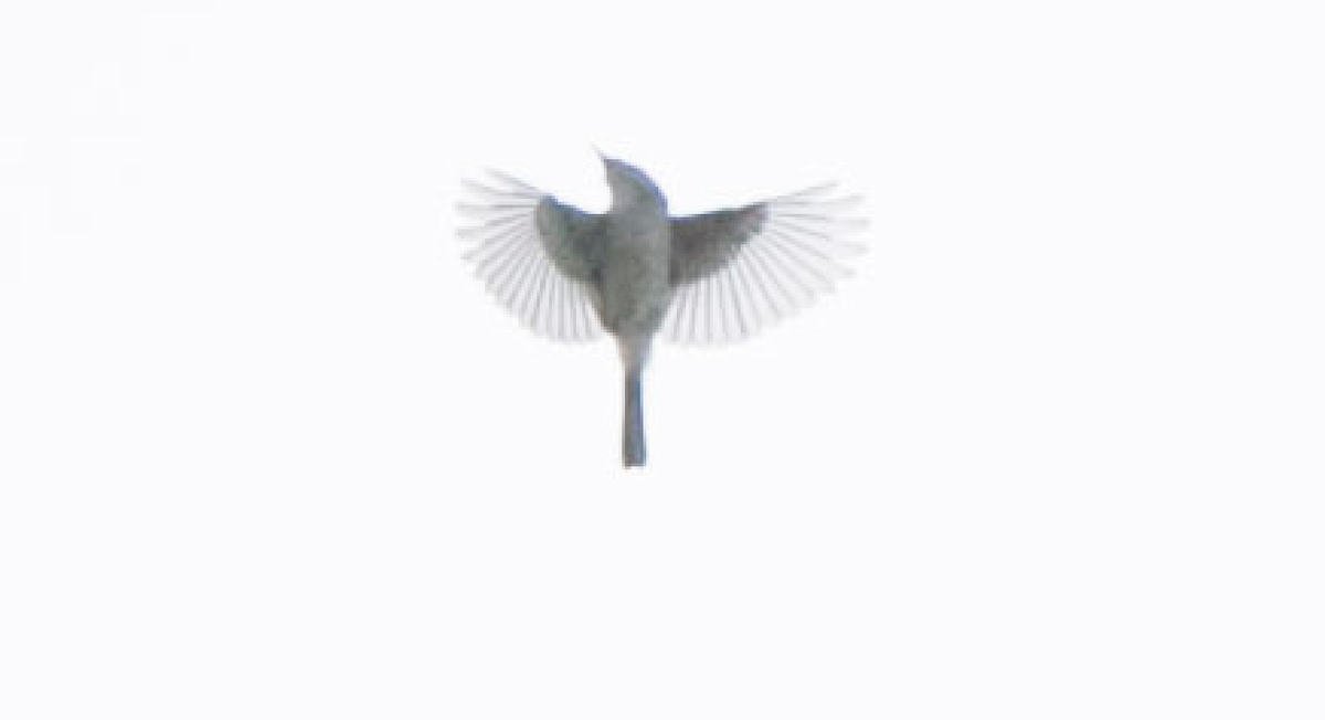 Sperlingsvogel, unbestimmt - ML187607161