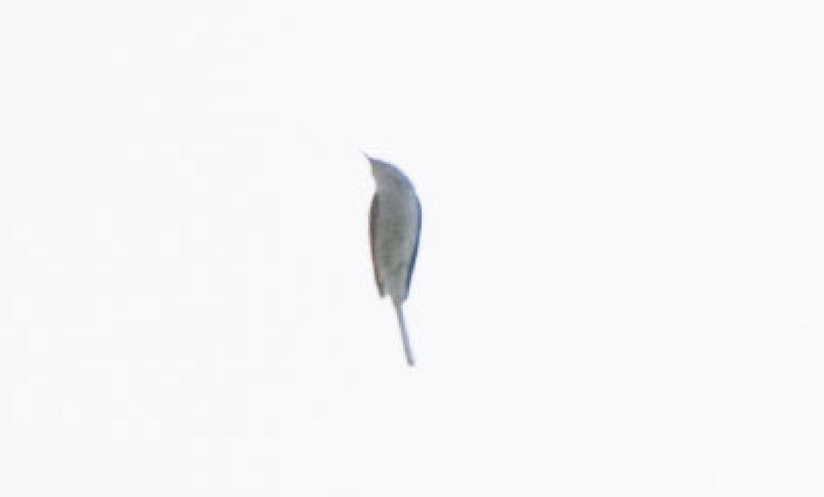 Sperlingsvogel, unbestimmt - ML187607171