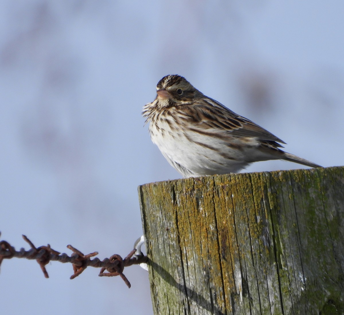 Savannah Sparrow - ML187608101