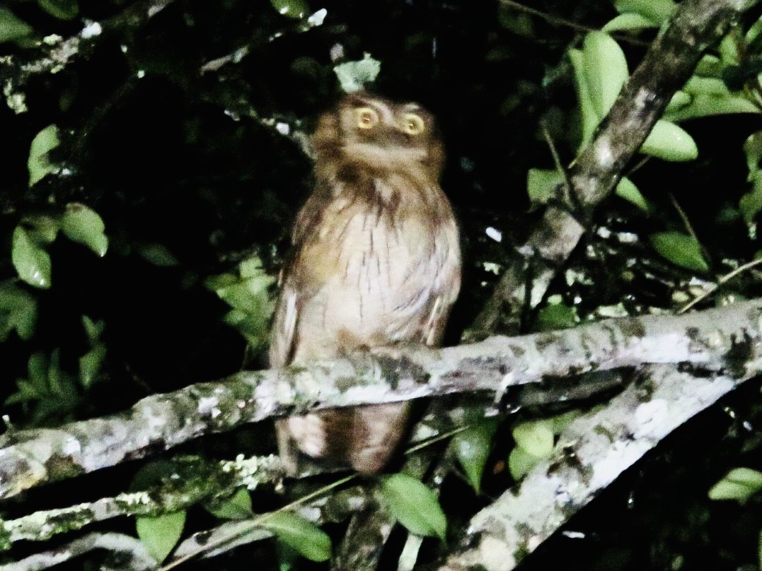 Tropical Screech-Owl - ML187614201