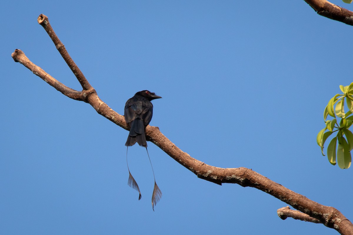 Greater Racket-tailed Drongo - André  Zambolli