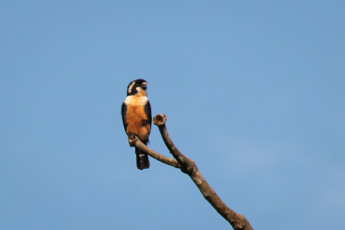 Black-thighed Falconet - André  Zambolli