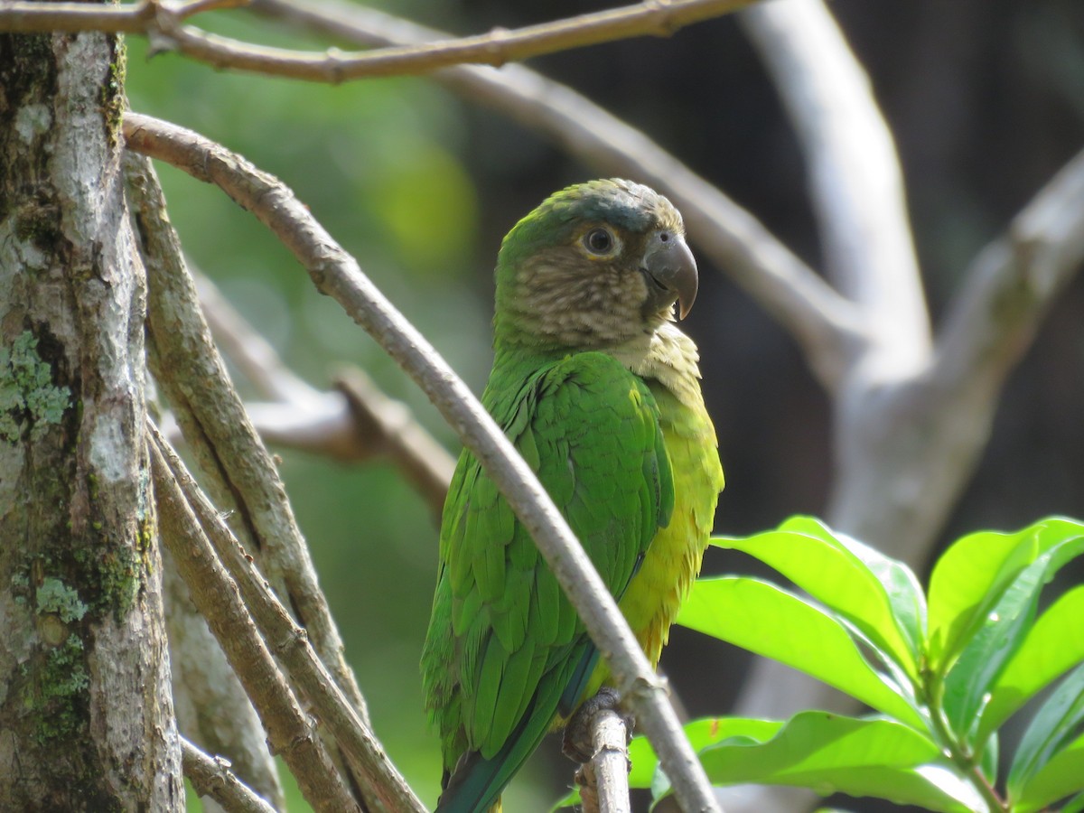 Brown-throated Parakeet - ML187616401
