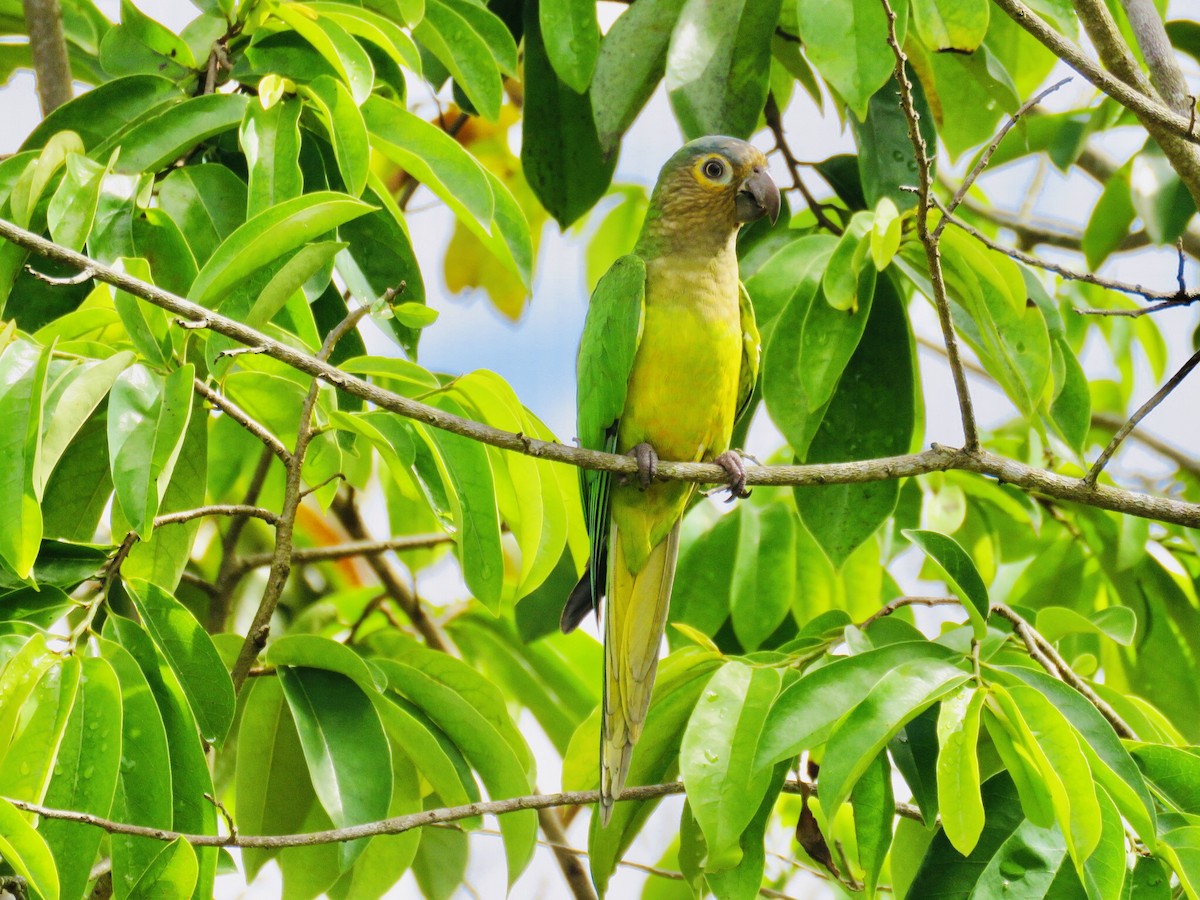 Brown-throated Parakeet - ML187616411