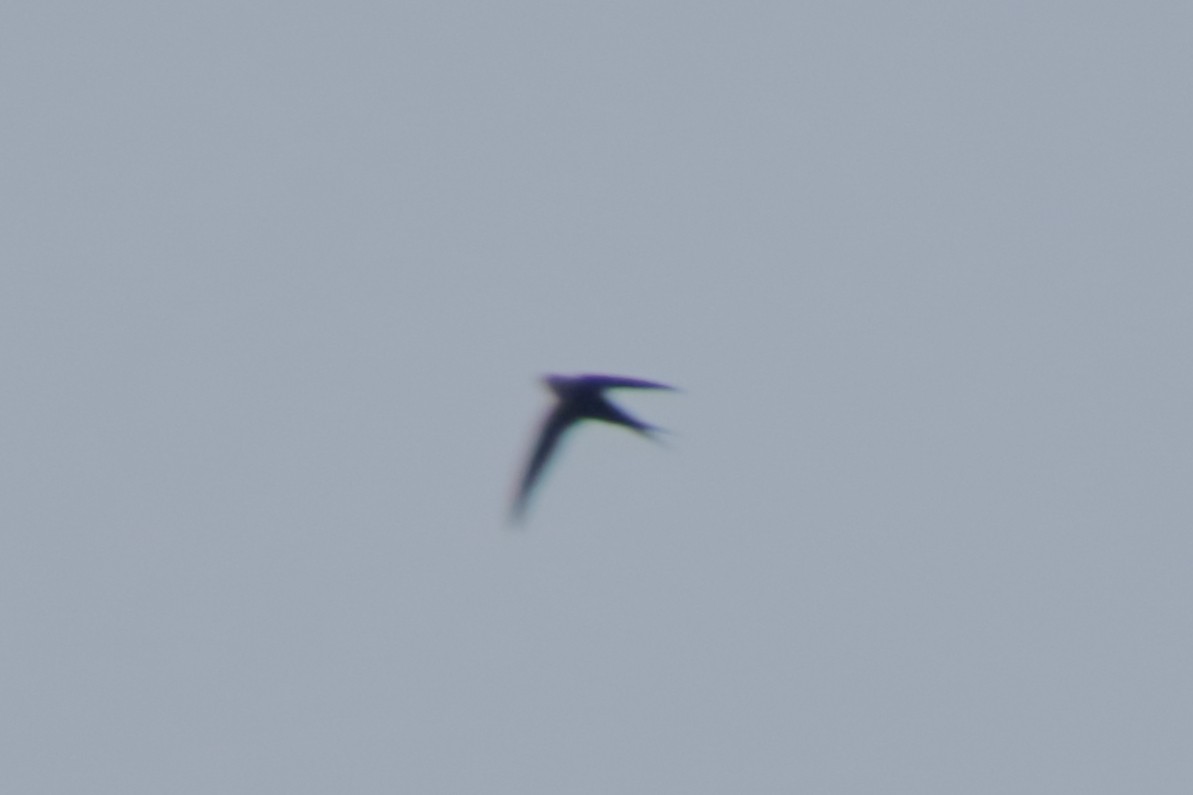 Lesser Swallow-tailed Swift - ML187616421