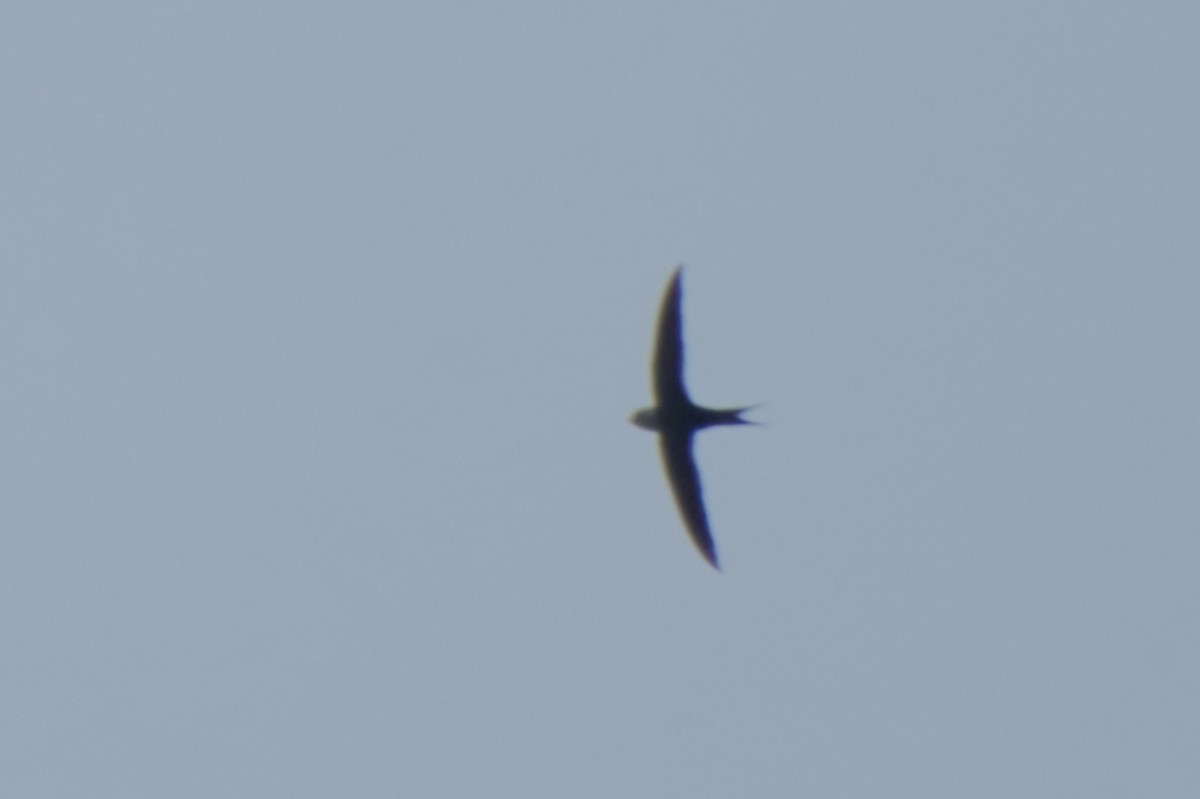 Lesser Swallow-tailed Swift - ML187616441