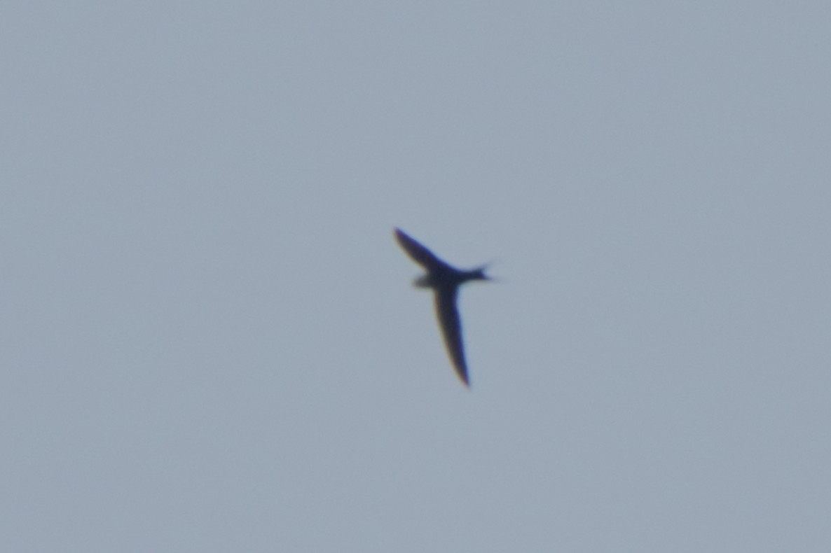 Lesser Swallow-tailed Swift - ML187616461