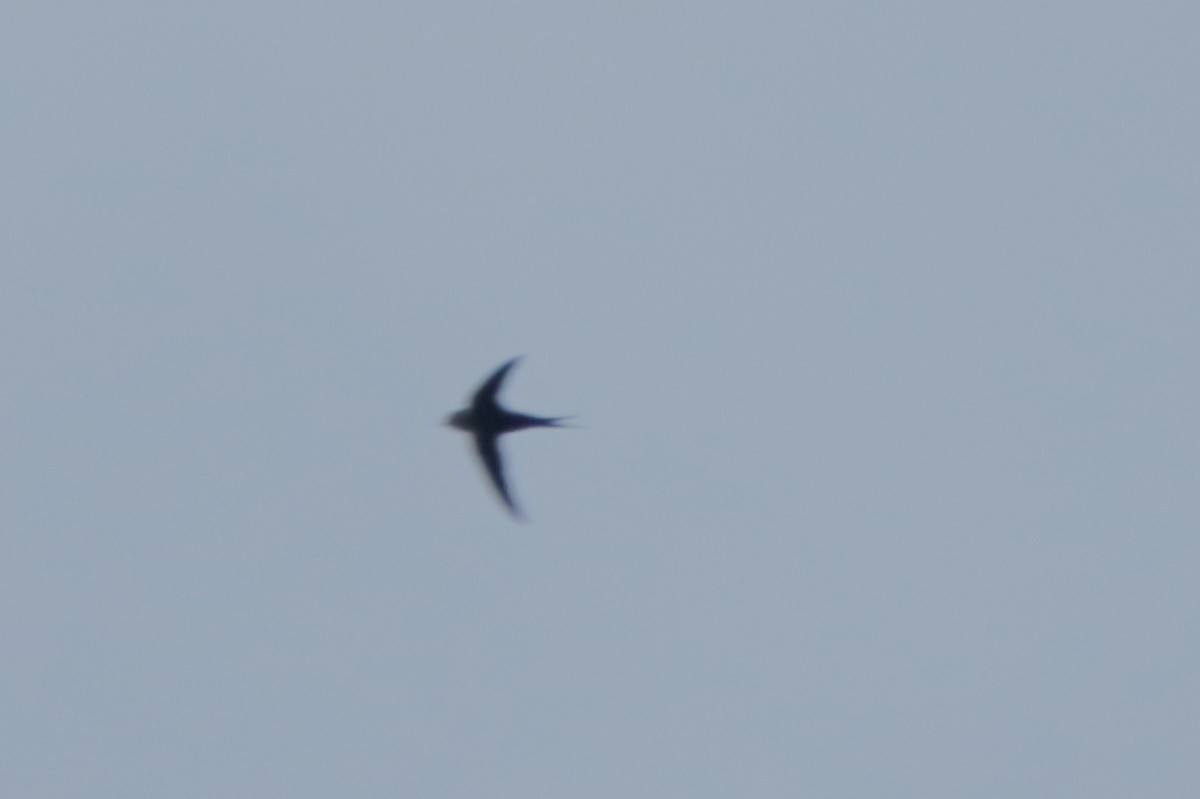 Lesser Swallow-tailed Swift - ML187616471