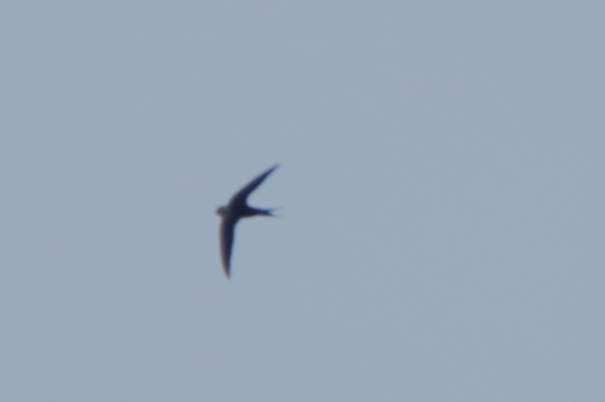 Lesser Swallow-tailed Swift - Ligia y Carlos Marroquín Pimentel