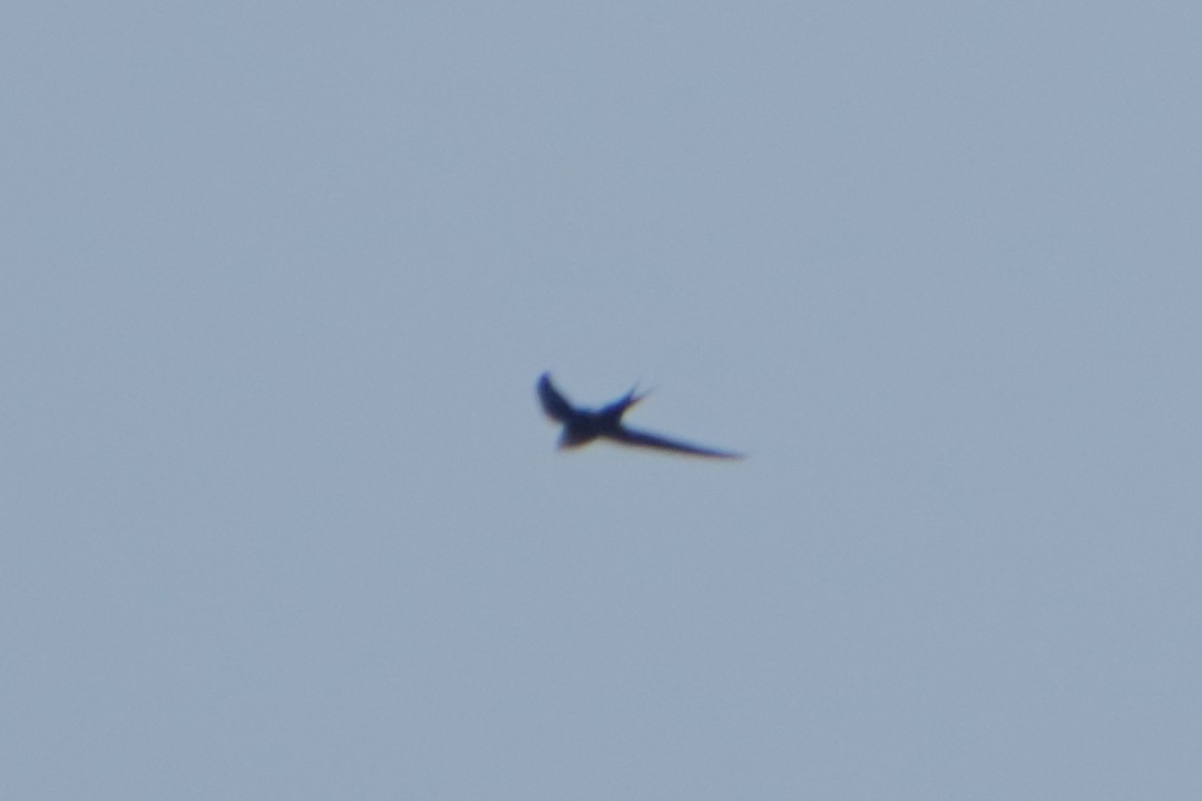 Lesser Swallow-tailed Swift - ML187616511
