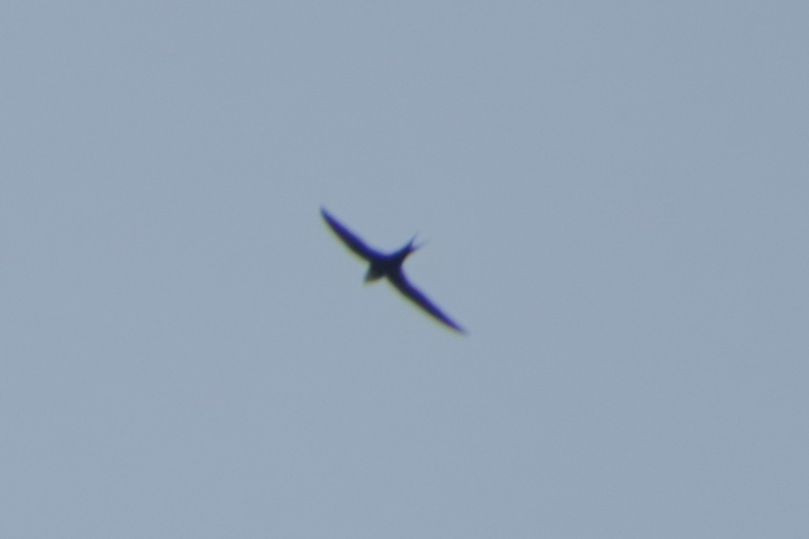 Lesser Swallow-tailed Swift - ML187616521