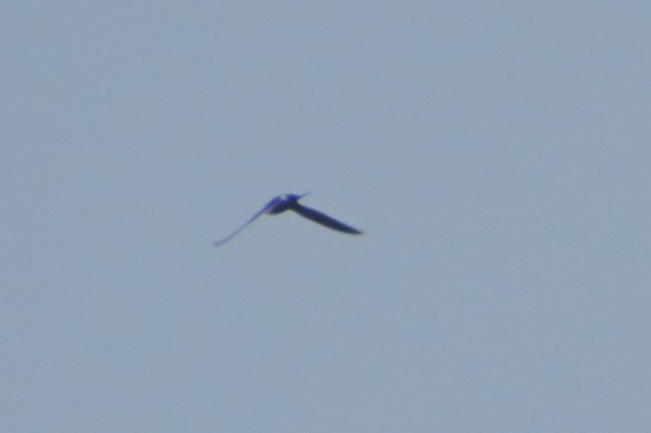 Lesser Swallow-tailed Swift - ML187616541