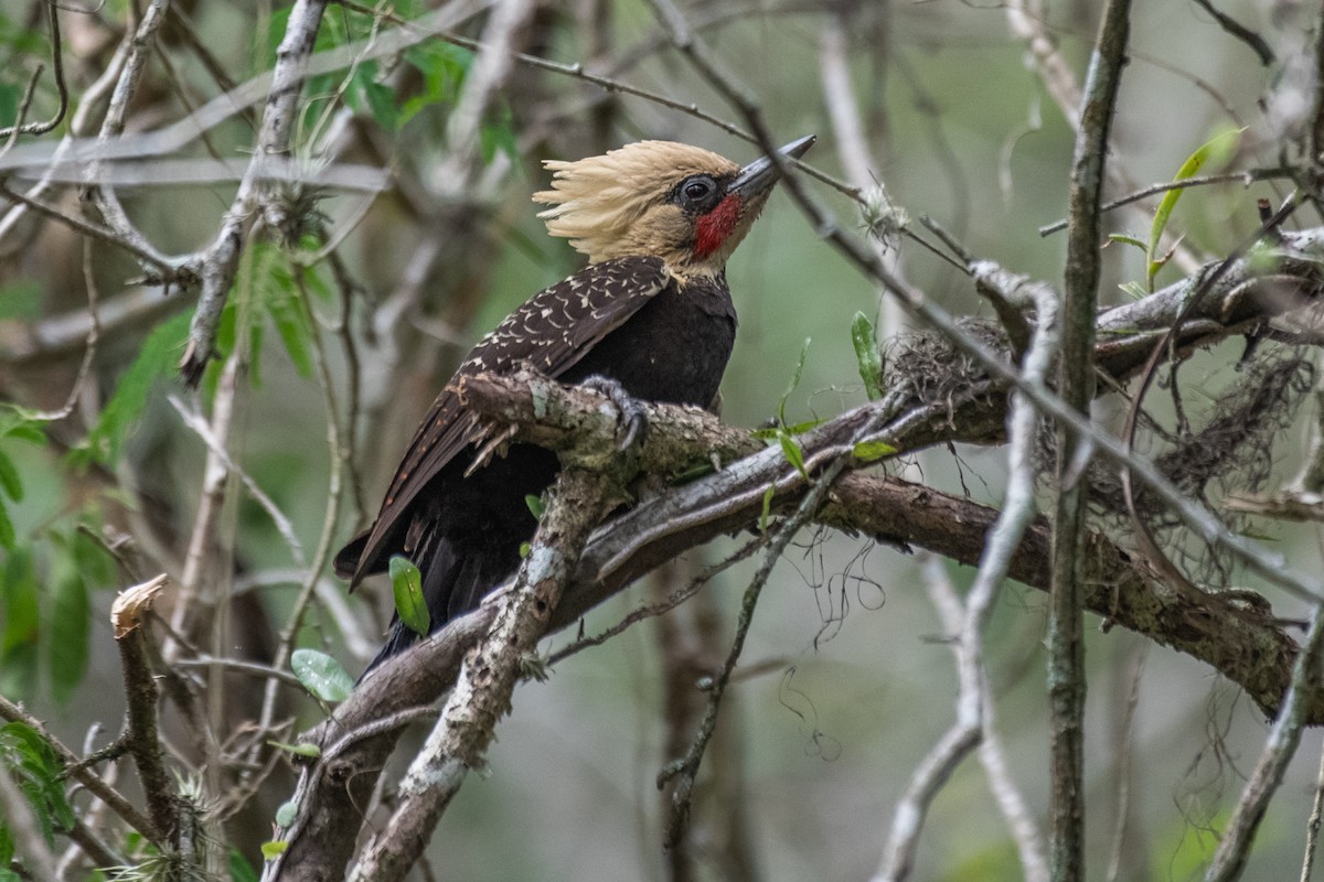 Pale-crested Woodpecker - ML187618361