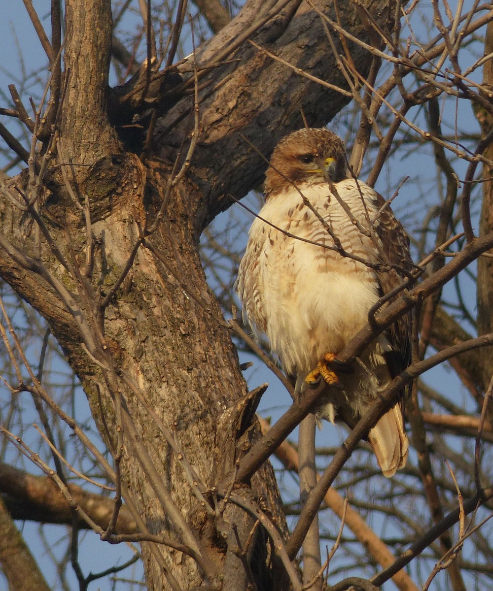 Red-tailed Hawk - ML187623231