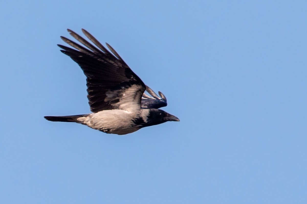 Hooded Crow - Andy Butler