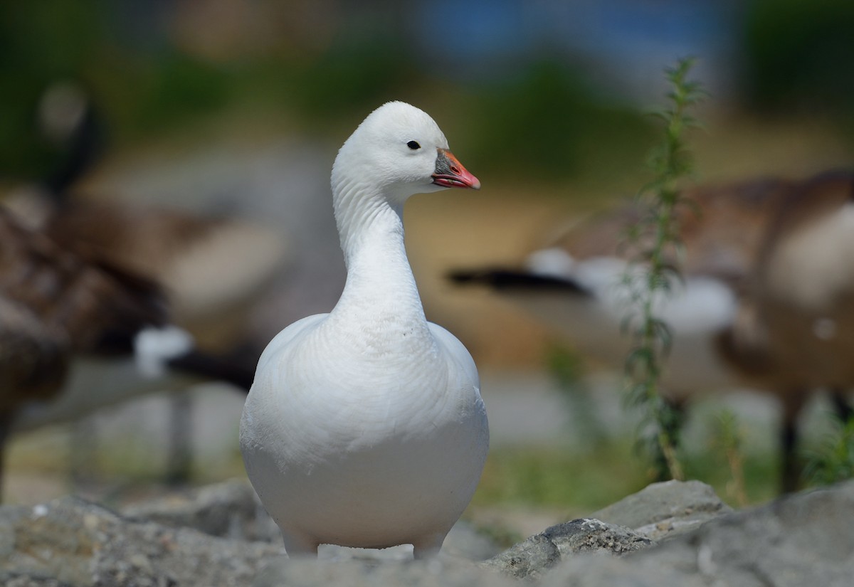 Ross's Goose - Jerry Ting