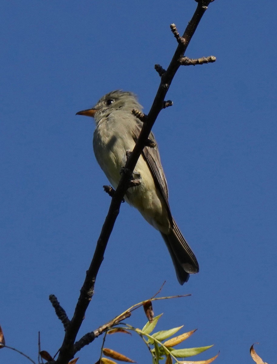 Greater Pewee - Sibylle Hechtel
