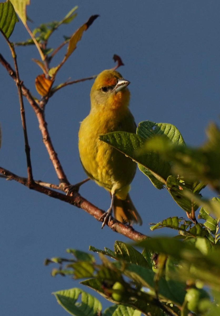 Hepatic Tanager - ML187631951
