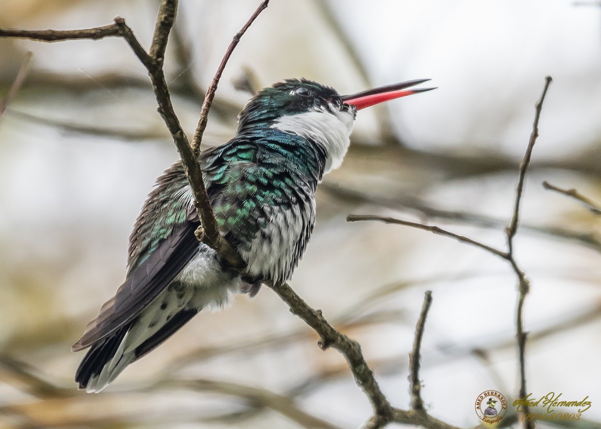White-throated Hummingbird - Amed Hernández