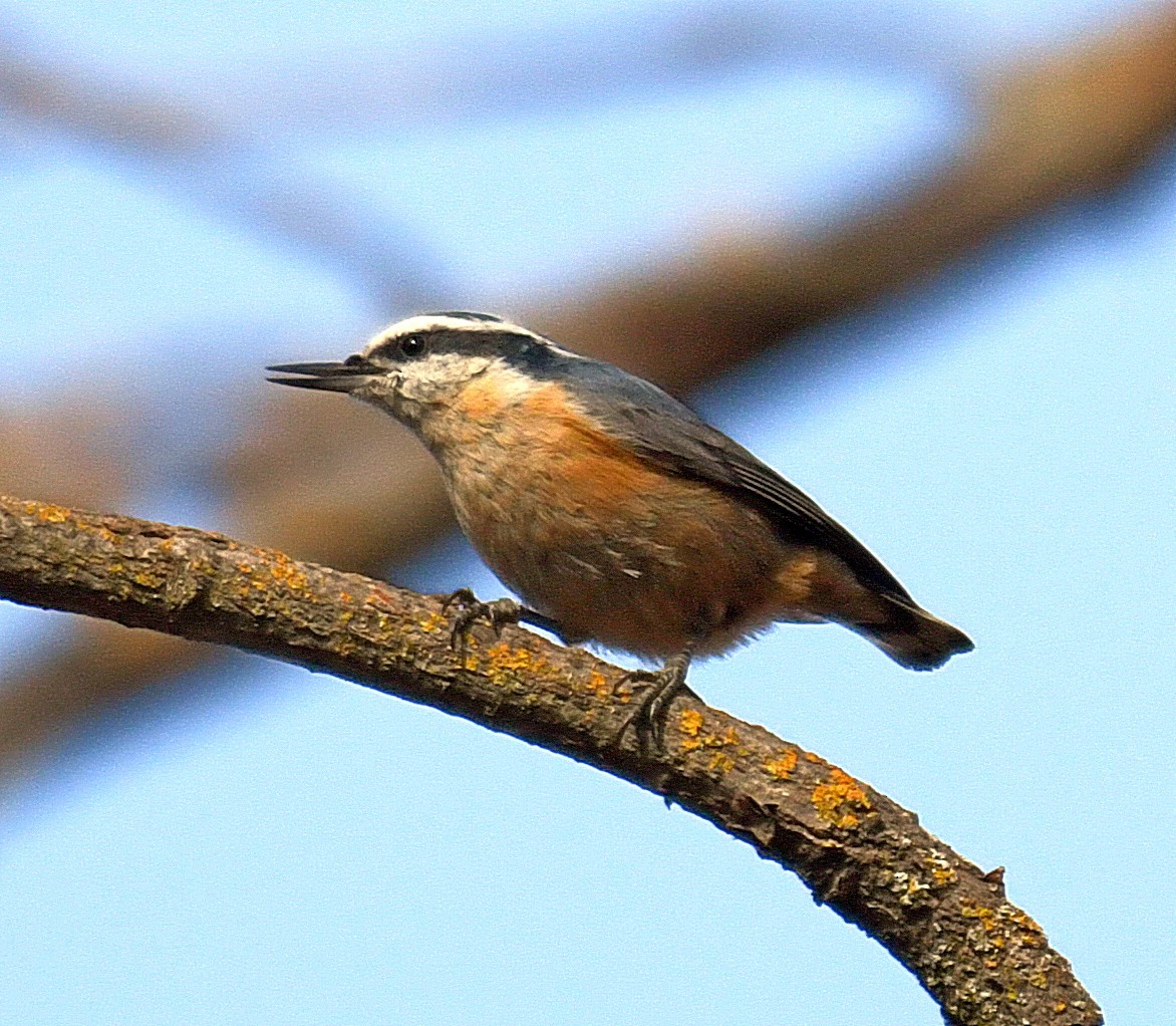 Red-breasted Nuthatch - Daniel Murphy