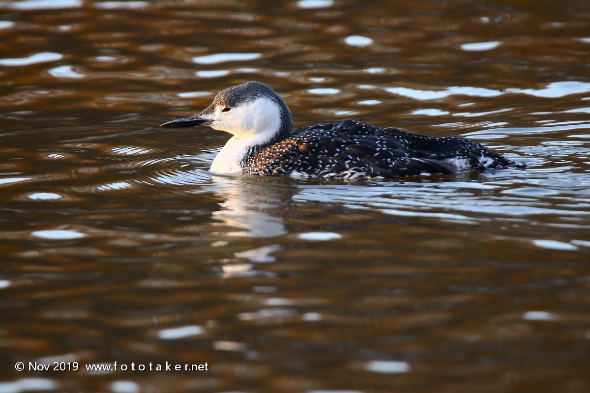 Red-throated Loon - ML187638071