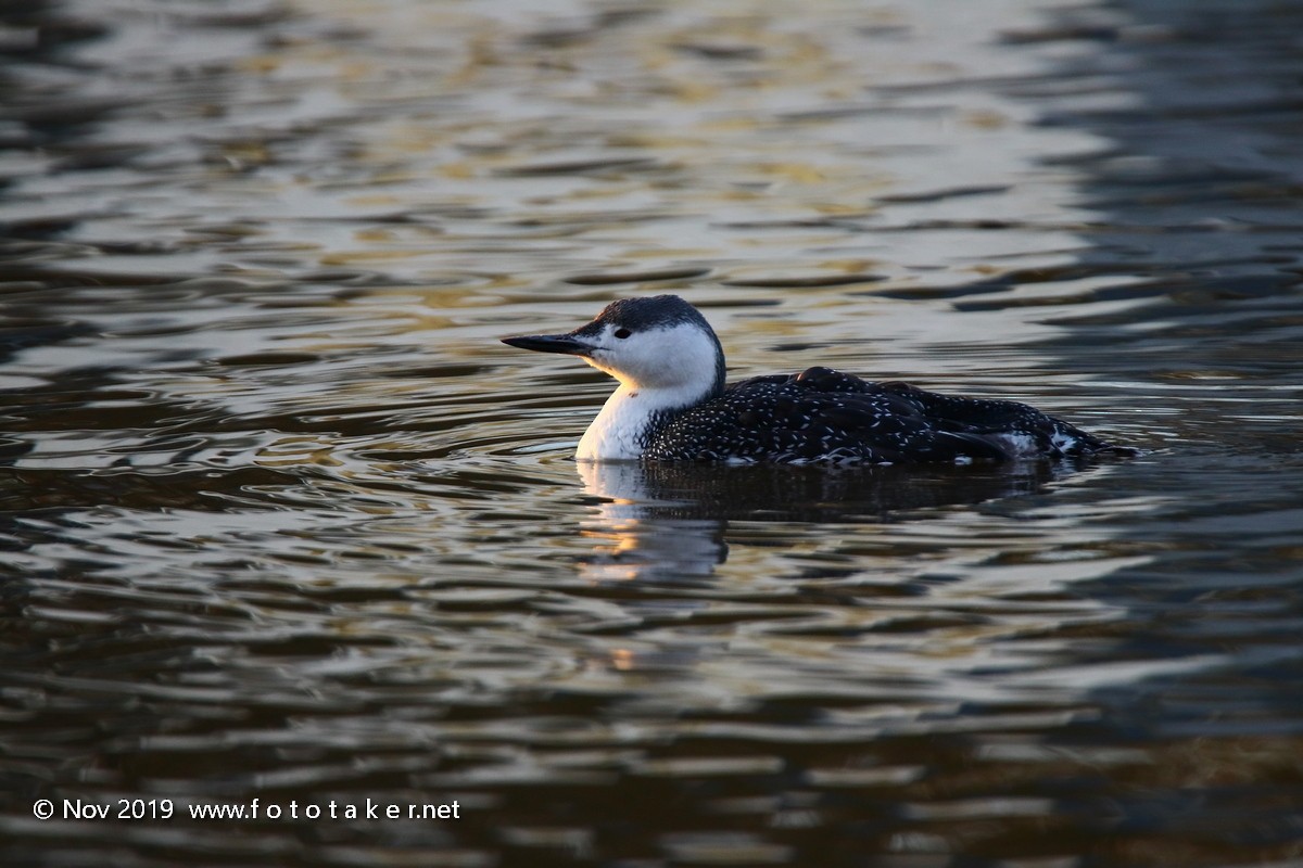 Red-throated Loon - ML187638081
