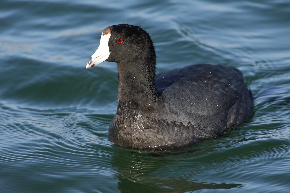American Coot - gord smith
