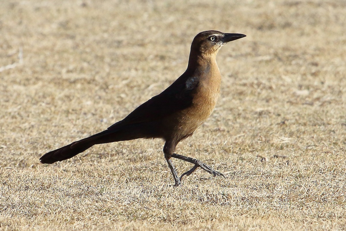 Great-tailed Grackle - ML187638871