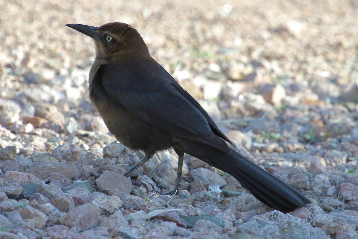 Great-tailed Grackle - ML187638881
