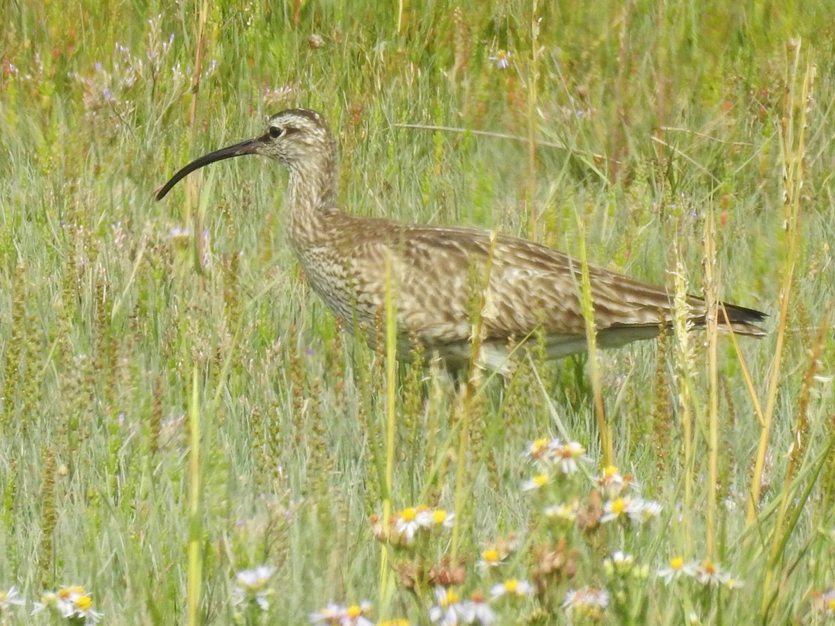 Whimbrel - Brian Carruthers