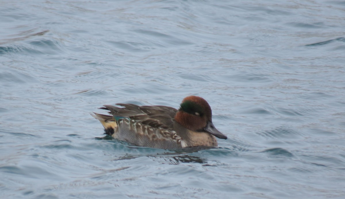 Green-winged Teal - ML187643511