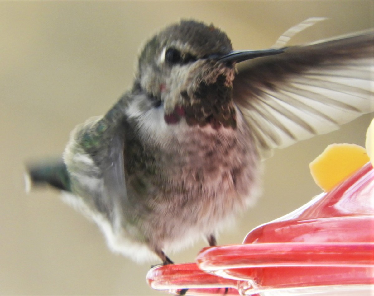 Anna's Hummingbird - ML187644721