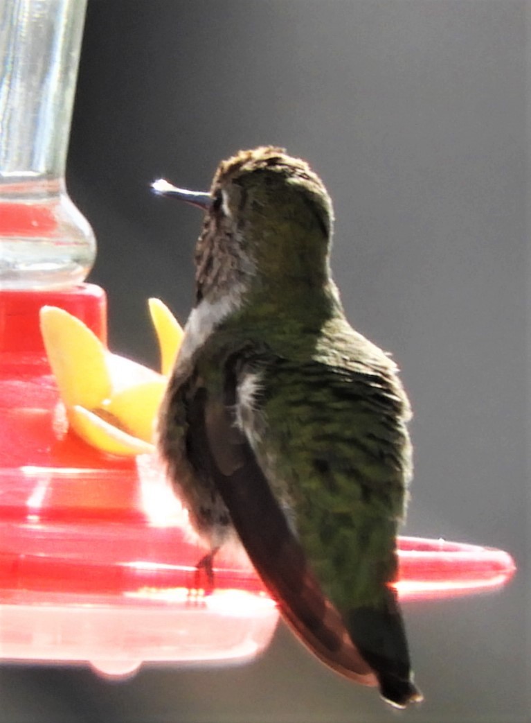 Anna's Hummingbird - ML187644741