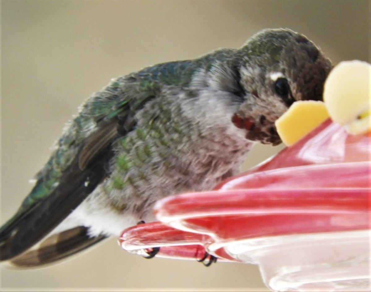 Anna's Hummingbird - ML187644761