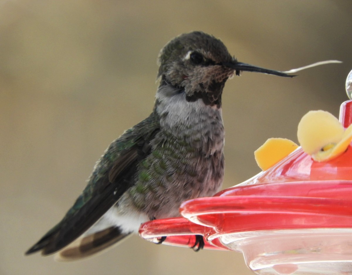 Anna's Hummingbird - ML187644771