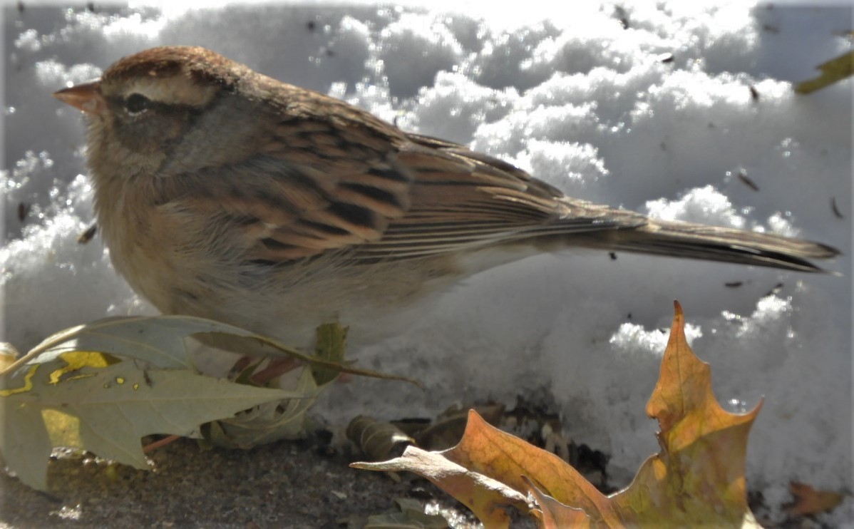 Chipping Sparrow - ML187645851