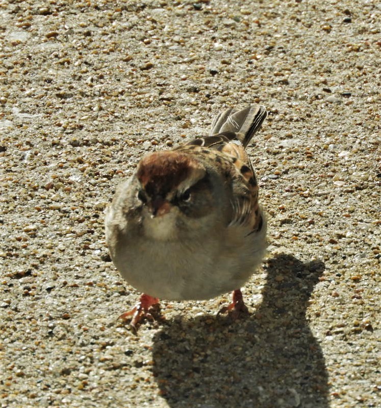 Chipping Sparrow - ML187645861
