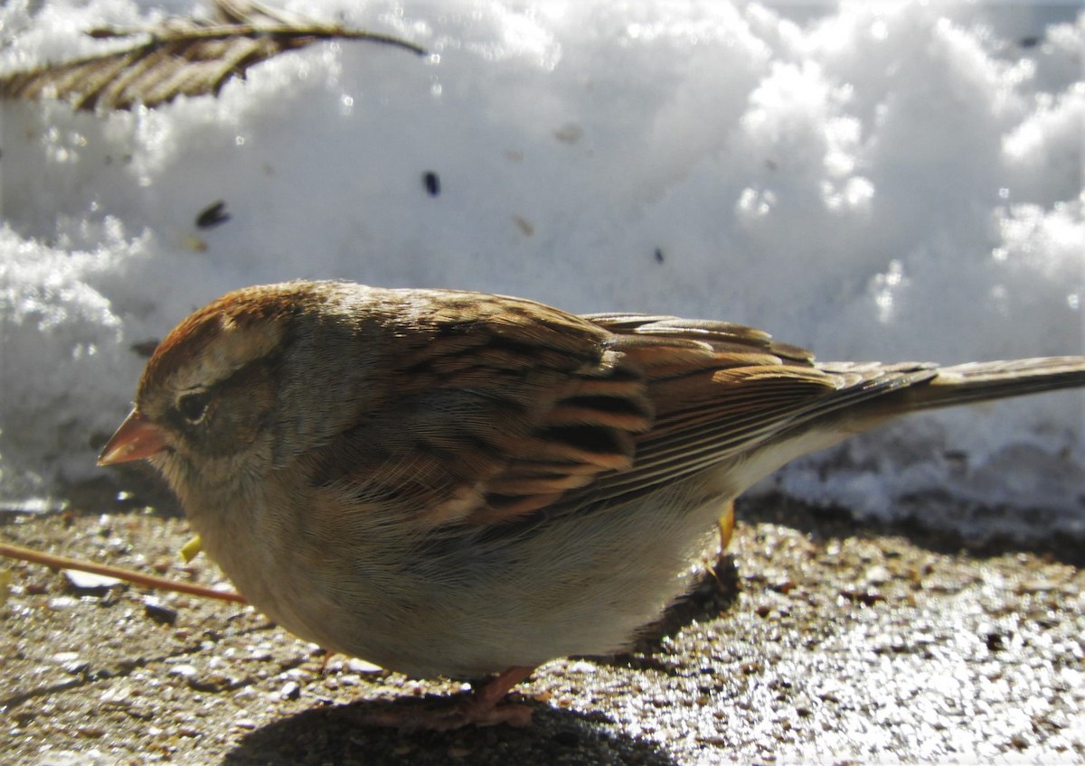 Chipping Sparrow - ML187645881