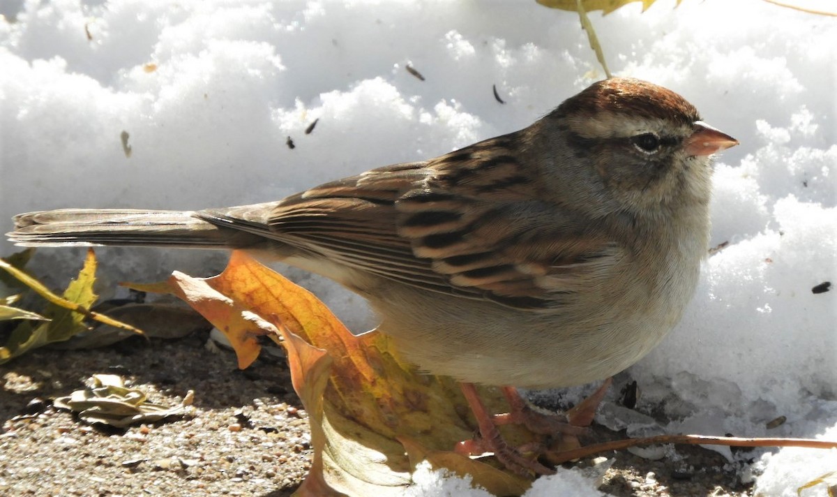 Chipping Sparrow - ML187645891