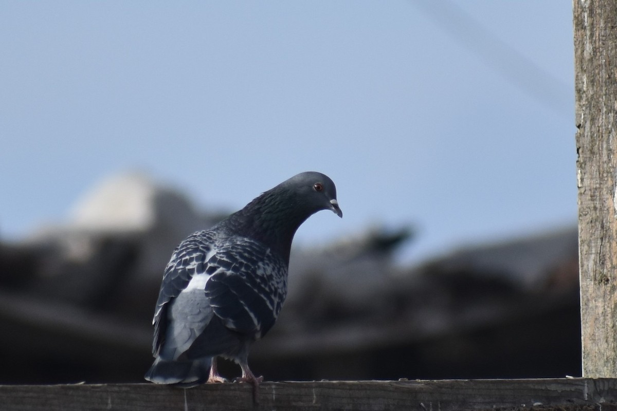 Rock Pigeon (Feral Pigeon) - ML187648261